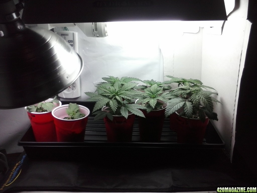 2013 New VGANIC Indoor Grow