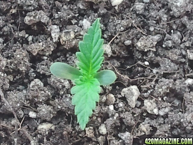 2014-04-15_05_13_43latest_growth_medijuana