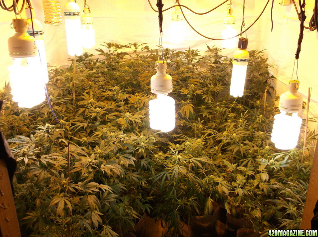 2014 Indoor Grow