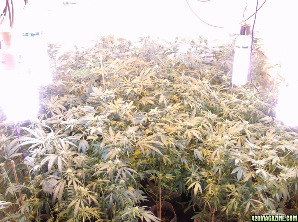 2014 Indoor Grow