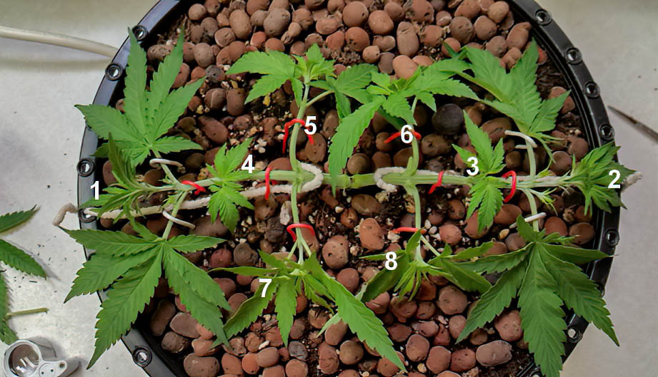 2014 plant manipulation-3.jpg