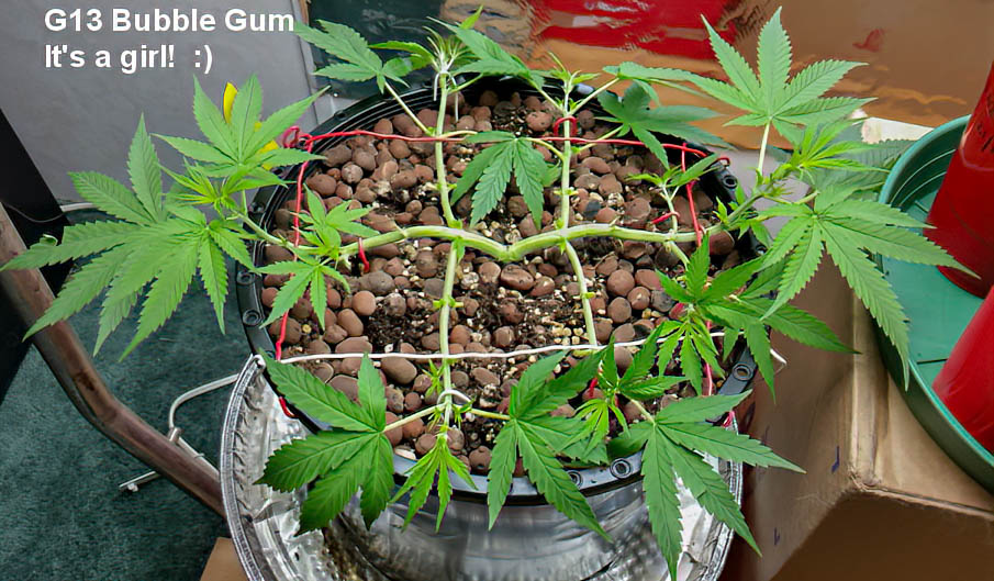 2014 plant manipulation-5.jpg