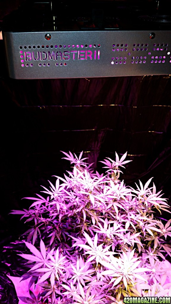 20140913_205051_newplants