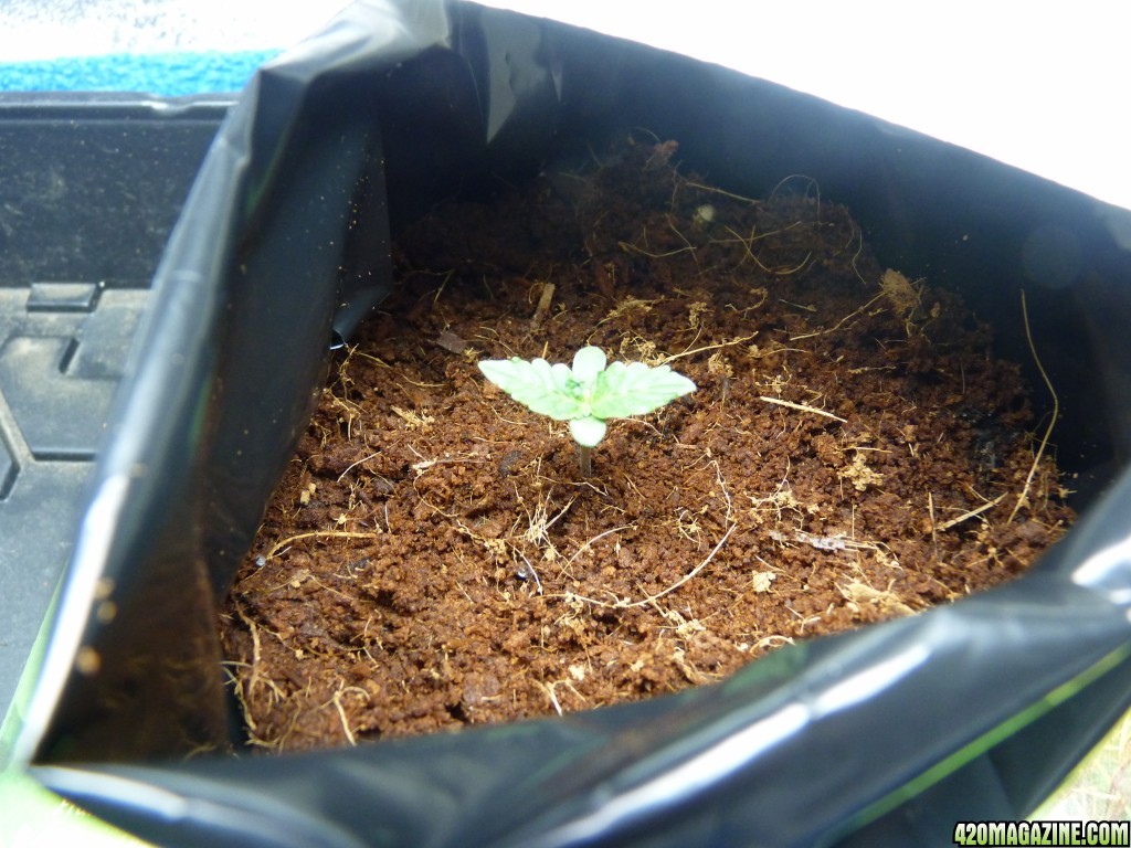 2015 Auto grow