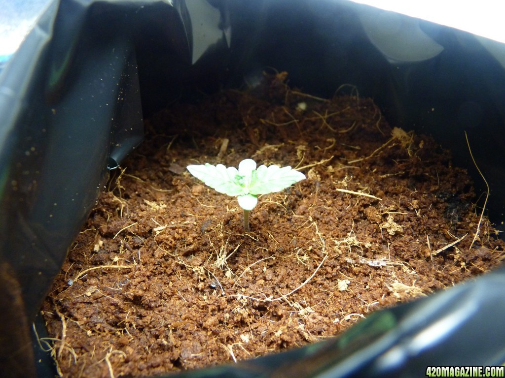 2015 Auto grow