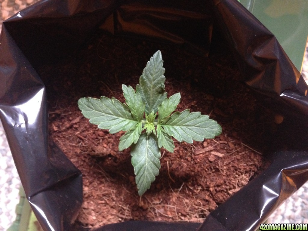 2015 Grow Budha Magnum Auto