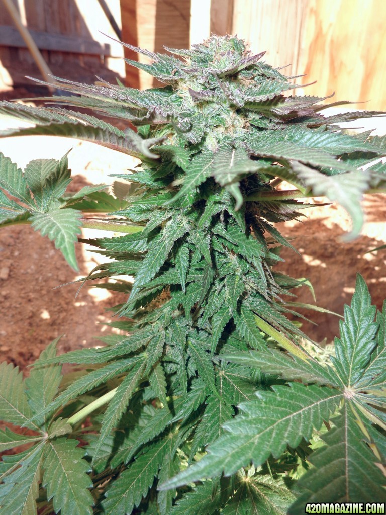 2015 Southern California Spring Med Grow