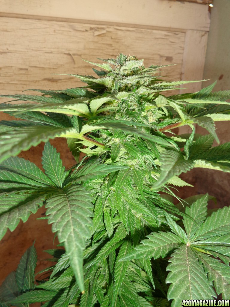 2015 Southern California Spring Med Grow