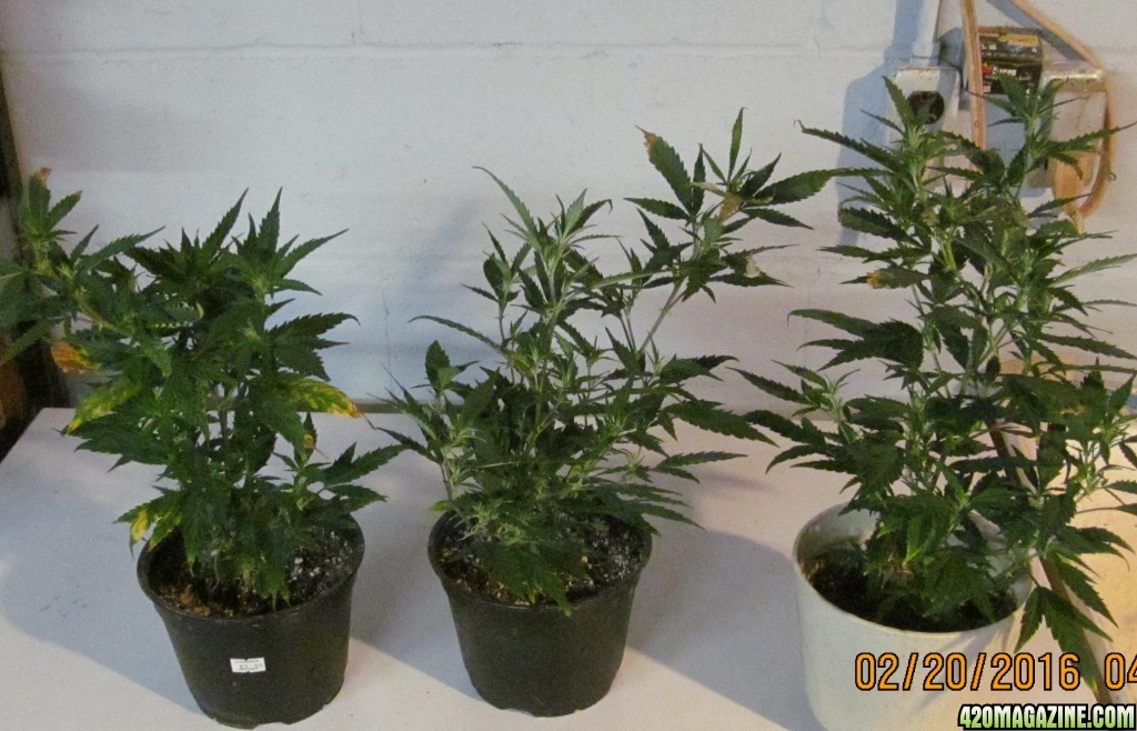 2016 clones ready for repoting