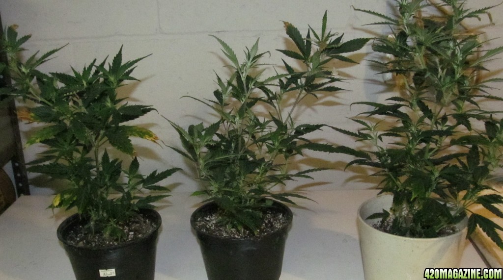 2016 clones ready for repoting