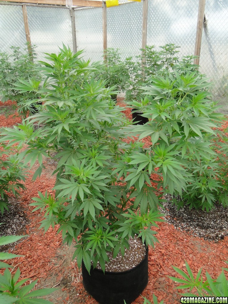 2016 Organic Greenhouse Grow-6/17/16