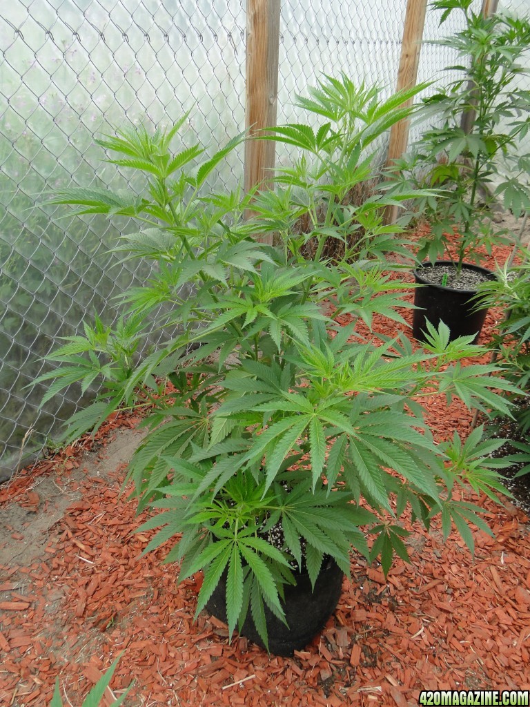 2016 Organic Greenhouse Grow-6/17/16