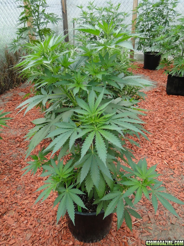 2016 Organic Greenhouse Grow-6/17/16