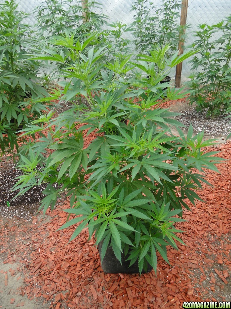 2016 Organic Greenhouse Grow-6/17/16