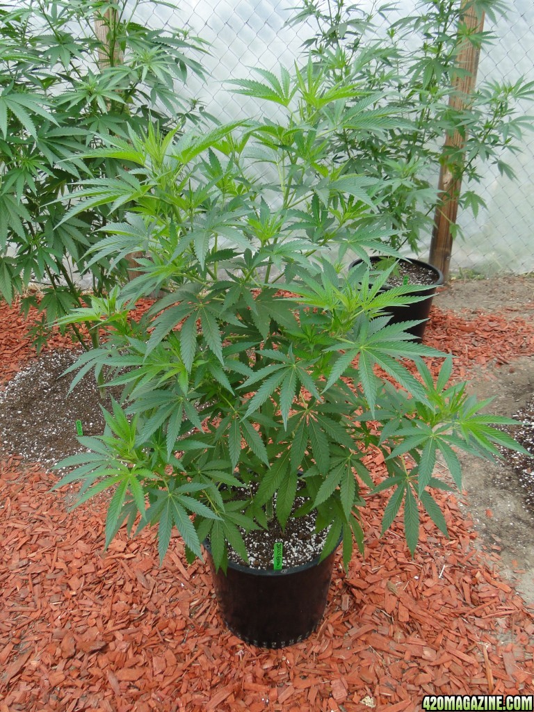 2016 Organic Greenhouse Grow-6/17/16