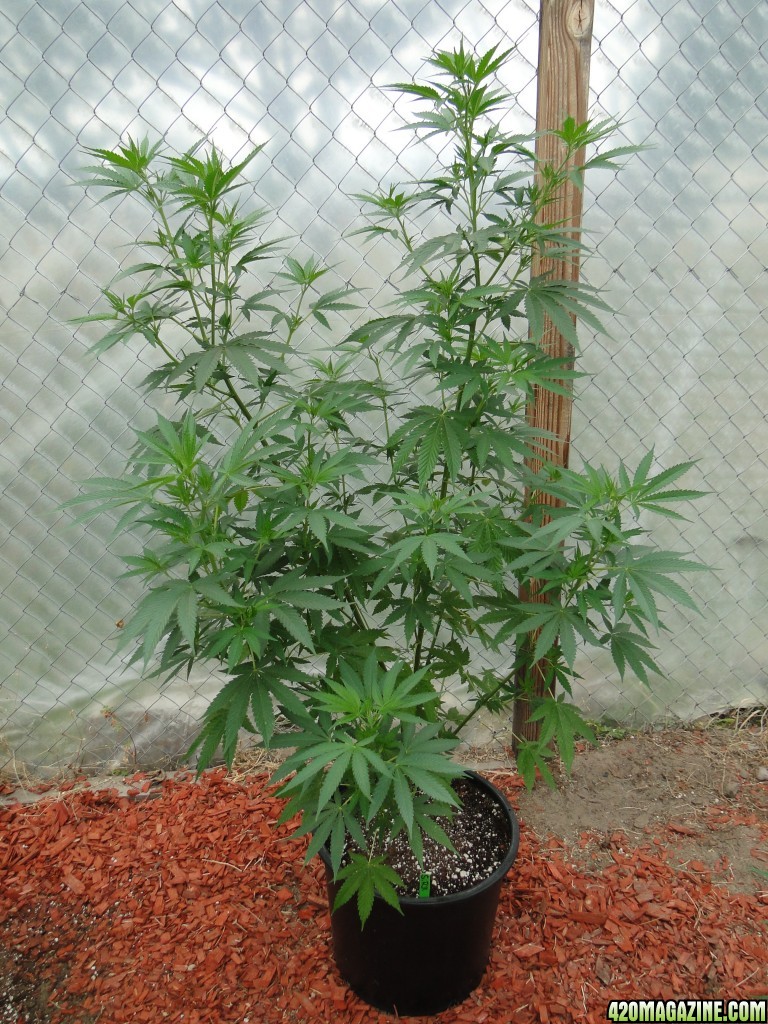 2016 Organic Greenhouse Grow-6/17/16