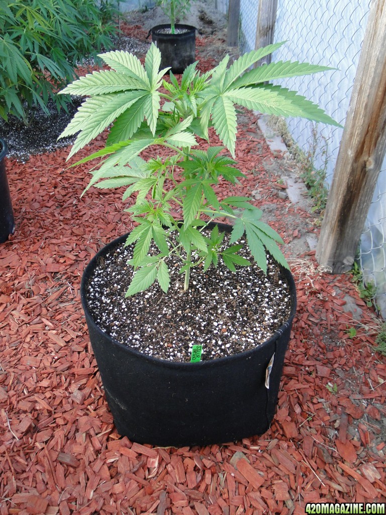 2016 Organic Greenhouse Grow-6/23/16