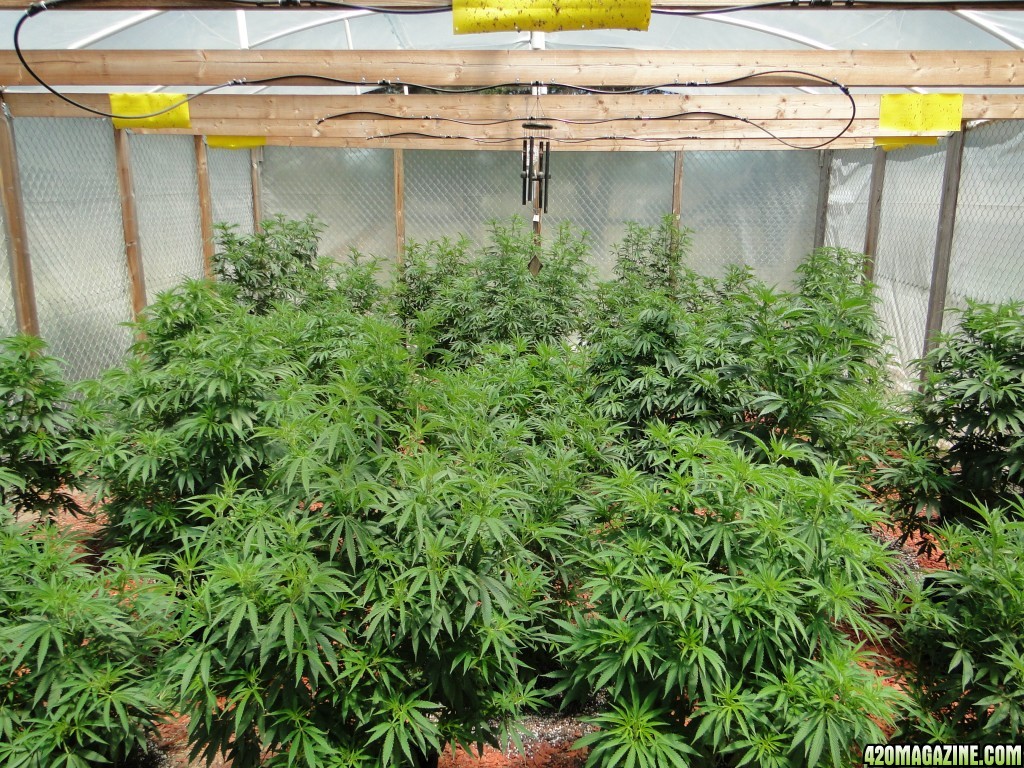 2016 Organic Greenhouse Grow-6/24/16