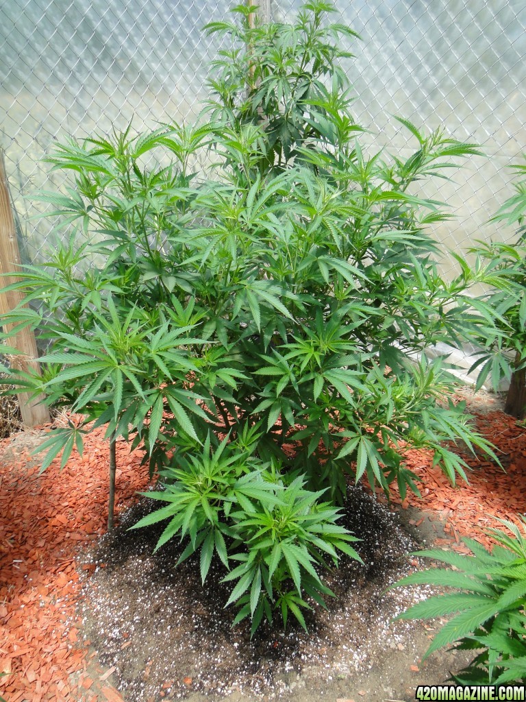 2016 Organic Greenhouse Grow-6/24/16