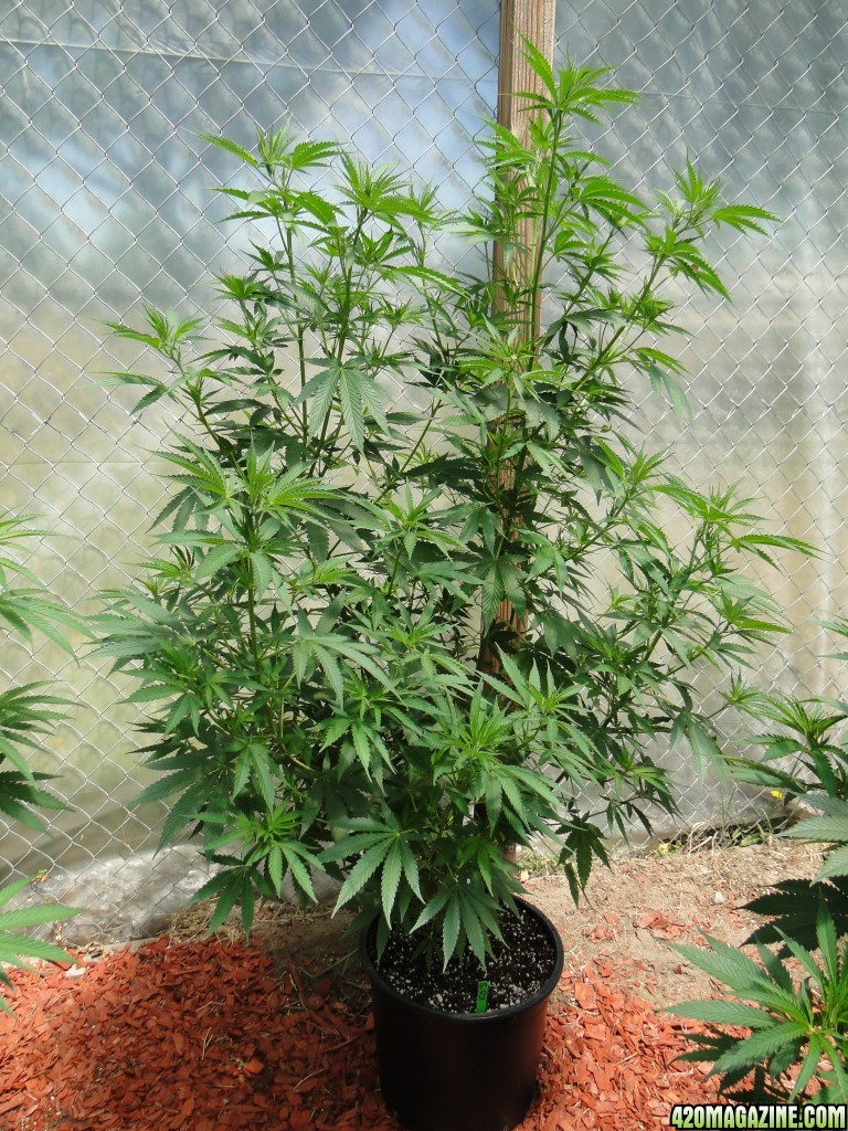 2016 Organic Greenhouse Grow-6/24/16