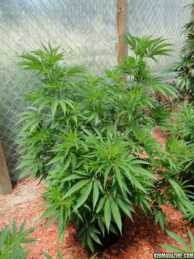 2016 Organic Greenhouse Grow-6/24/16