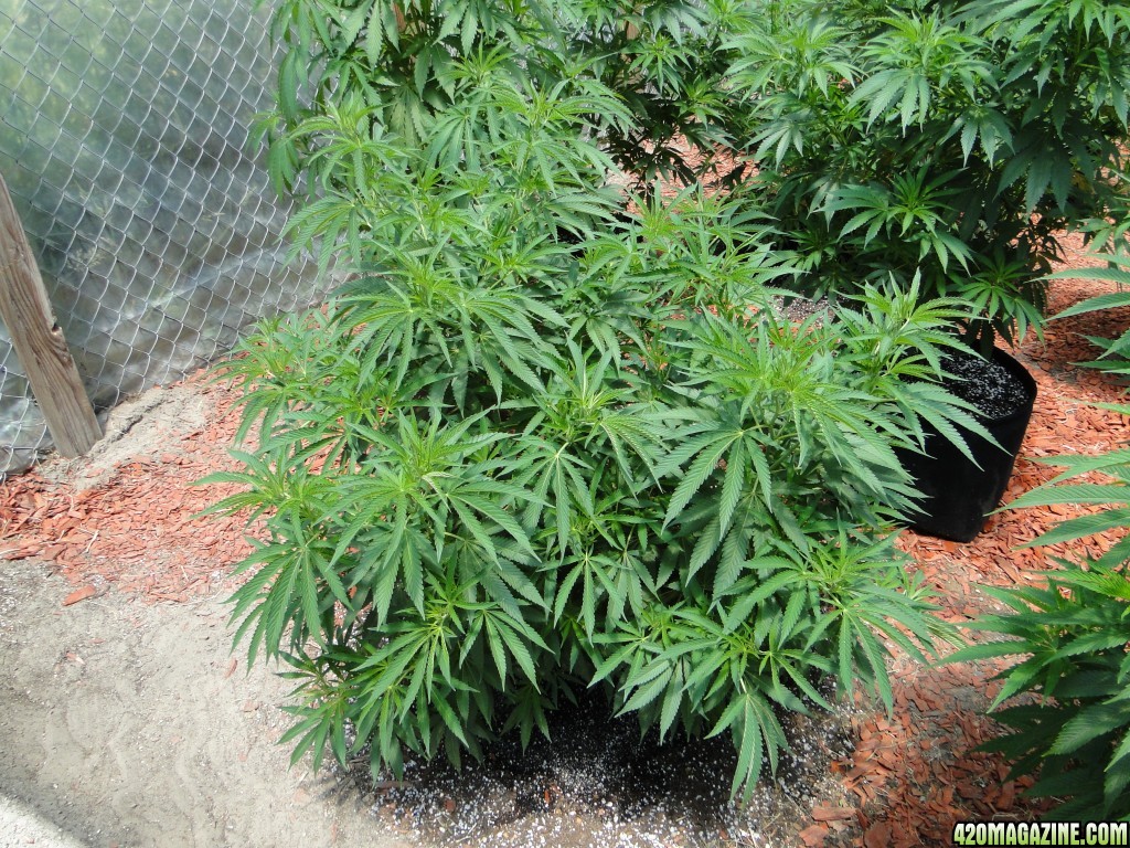 2016 Organic Greenhouse Grow-6/24/16