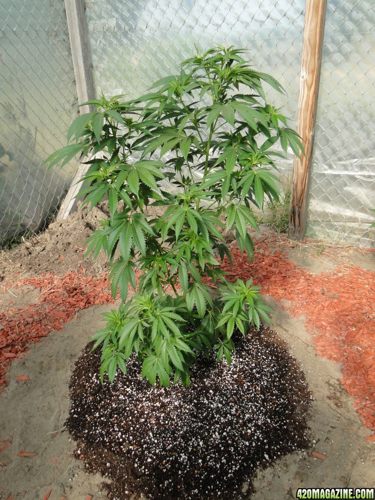 2016 Organic Greenhouse Grow-Transplant Day-6/14/16