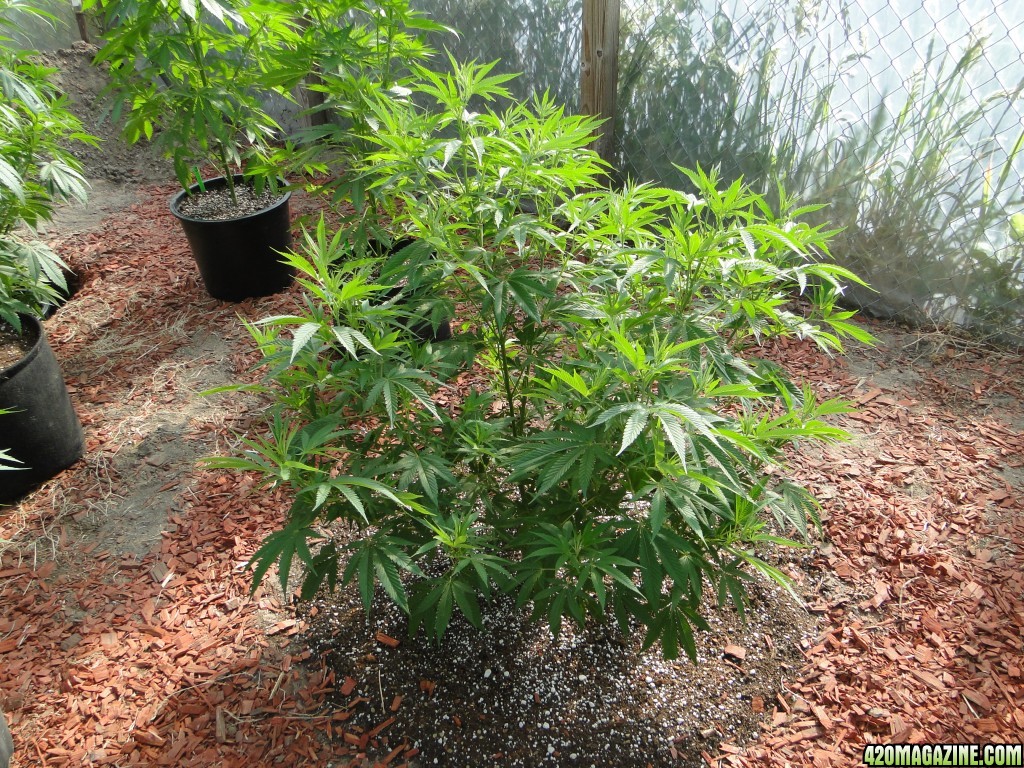 2016 Organic Greenhouse Grow-Transplant Day-6/14/16