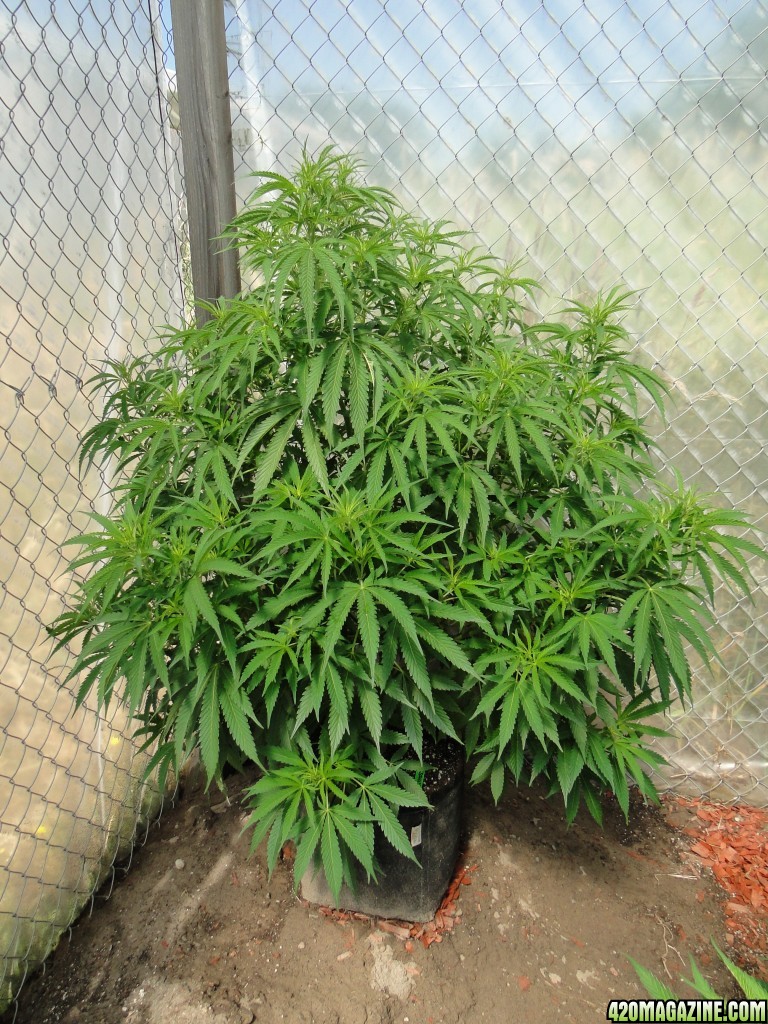 2016 Organic Multi-Strain Greenhouse Grow-6/30/16