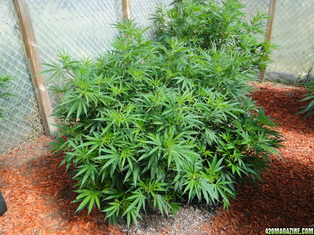 2016 Organic Multi-Strain Greenhouse Grow-6/30/16