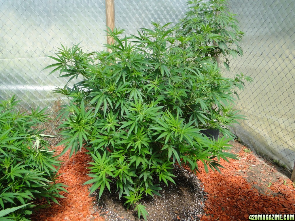 2016 Organic Multi-Strain Greenhouse Grow-6/30/16