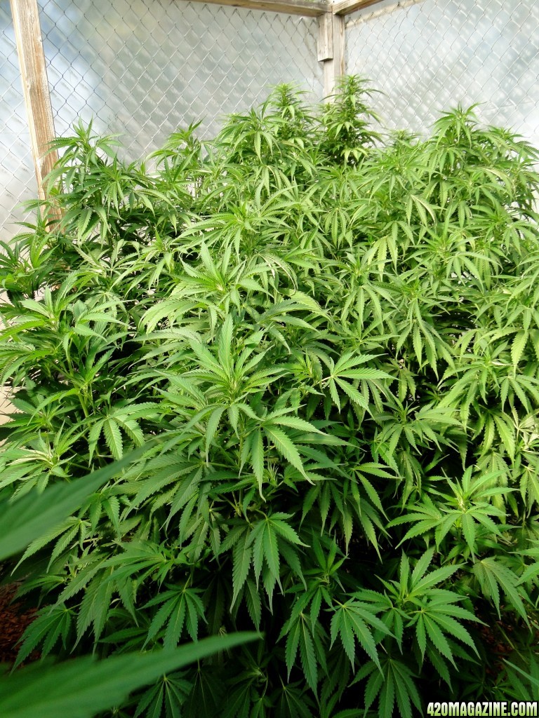 2016 Organic Multi-Strain Grow-Greenhouse #1-7/27/16