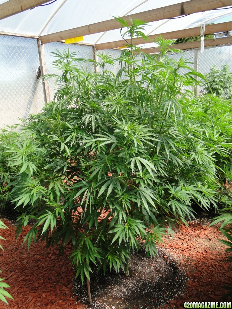 2016 Organic Multi-Strain Grow-Greenhouse #1-7/5/16