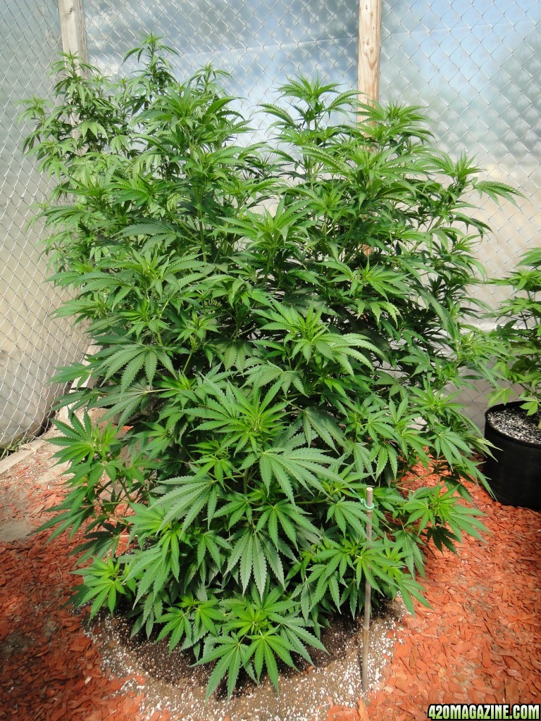 2016 Organic Multi-Strain Grow-Greenhouse #1-7/5/16