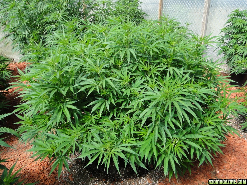 2016 Organic Multi-Strain Grow-Greenhouse #1-7/5/16