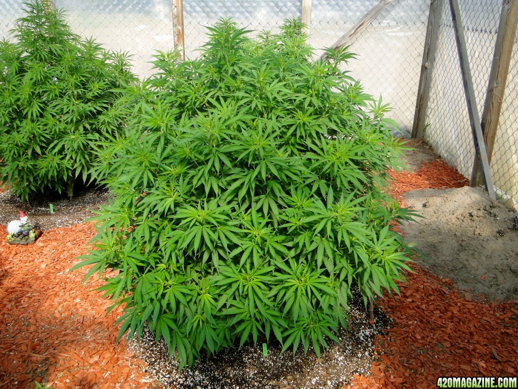 2016 Organic Multi-Strain Grow-Greenhouse #2-7/13/16