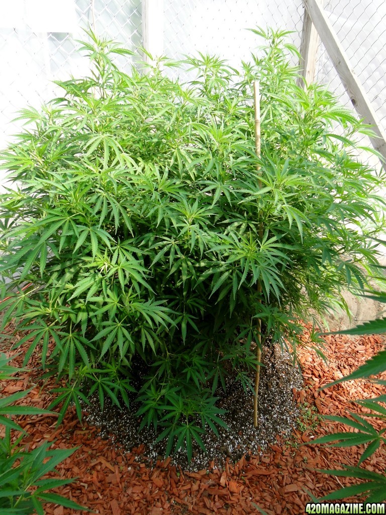 2016 Organic Multi-Strain Grow-Greenhouse #2-7/27/16