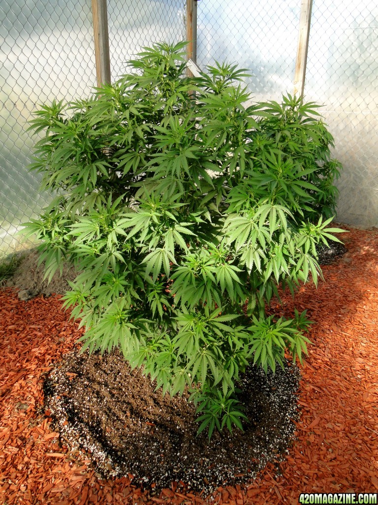 2016 Organic Multi-Strain Grow-Greenhouse #2-7/7/16