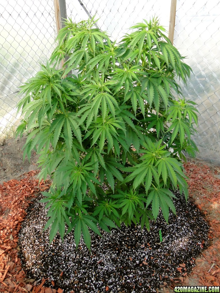 2016 Organic Multi-Strain Grow-Greenhouse #2-7/7/16