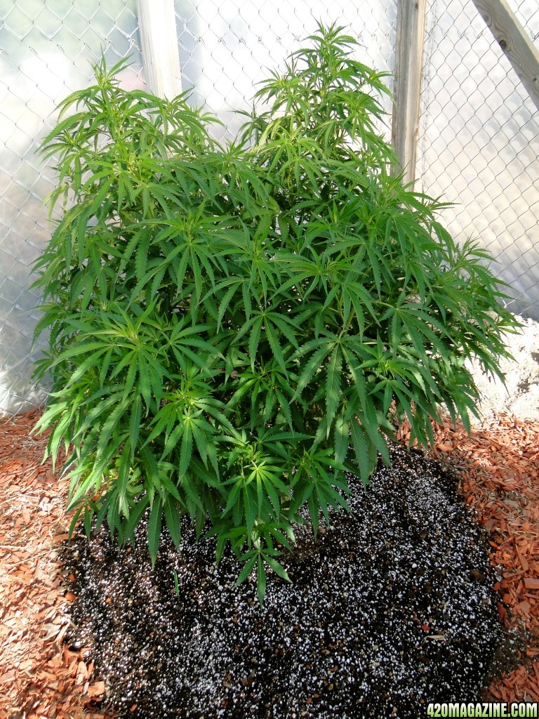 2016 Organic Multi-Strain Grow-Greenhouse #2-7/7/16