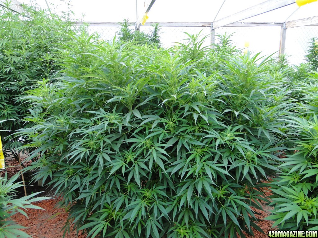 2016 Organic Multi-Strain Grow-Greenhouse #2-8/27/16