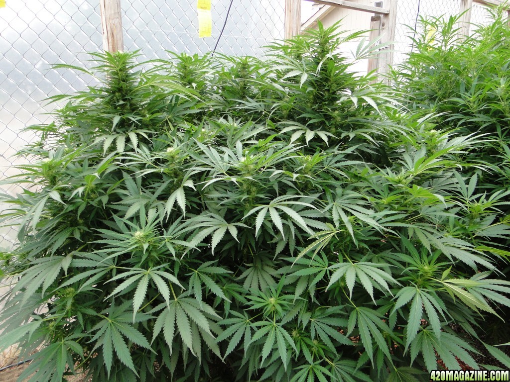 2016 Organic Multi-Strain Grow-Greenhouse #2-8/27/16