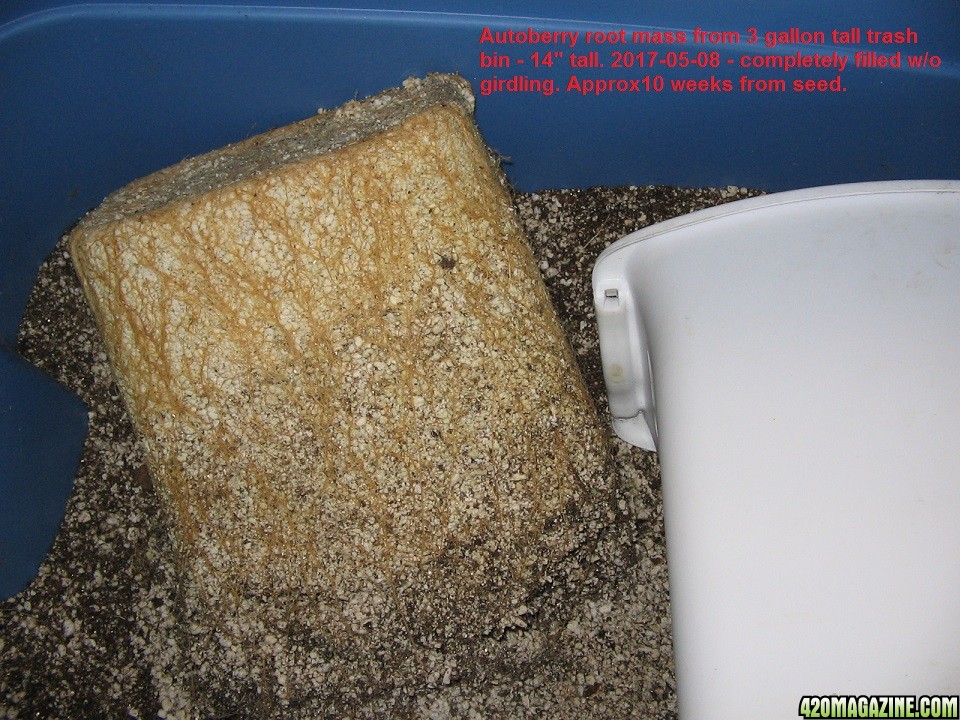 2017-05-08 root mass in trash bucket