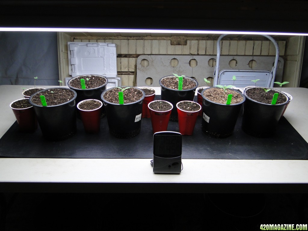 2017 Legal Indoor/Outdoor Grow-Transplant Day-2/15/17