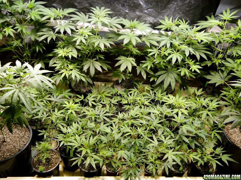 2017 Multi-Strain Grow-Veg./Cloning Room Update-4/27/17