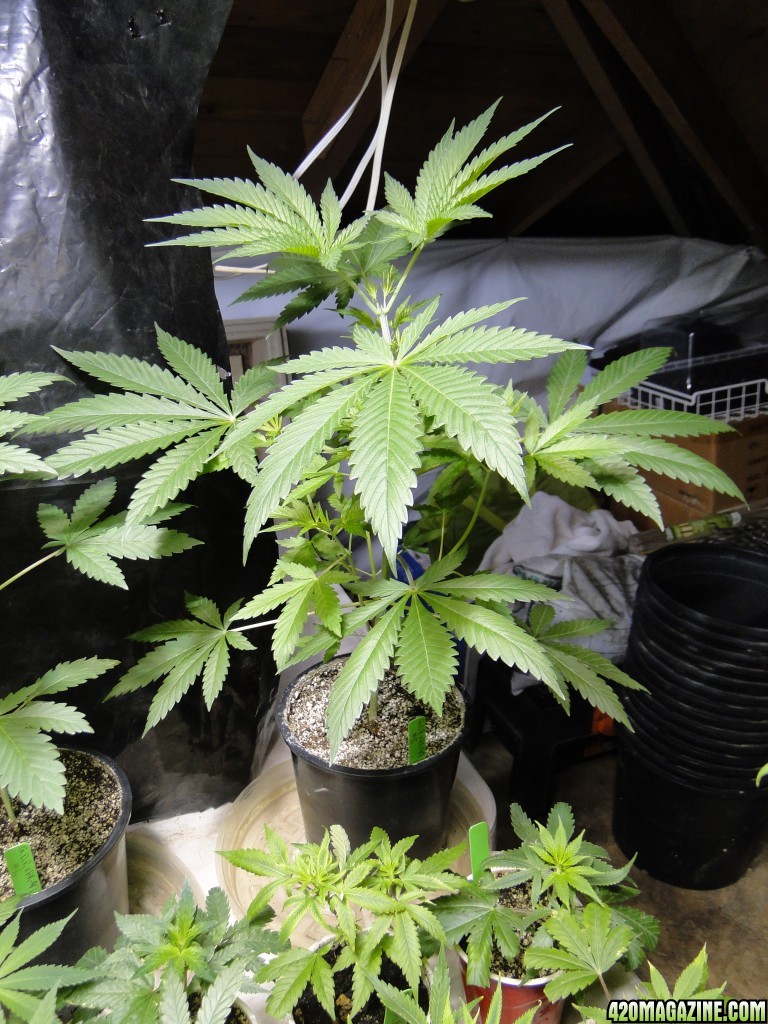 2017 Multi-Strain Indoor/Outdoor Grow-4/15/17