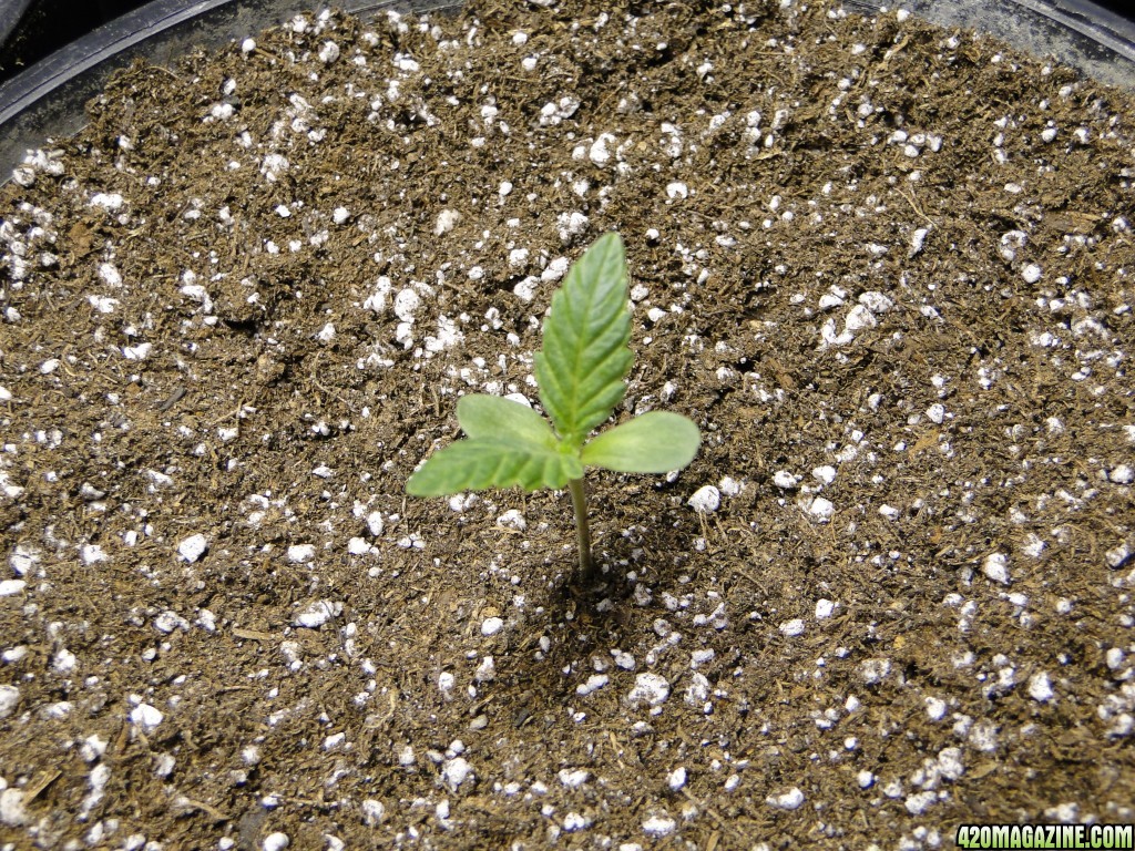 2017 Multi-Strain Indoor/Outdoor Grow-Transplant Day-3/1/17