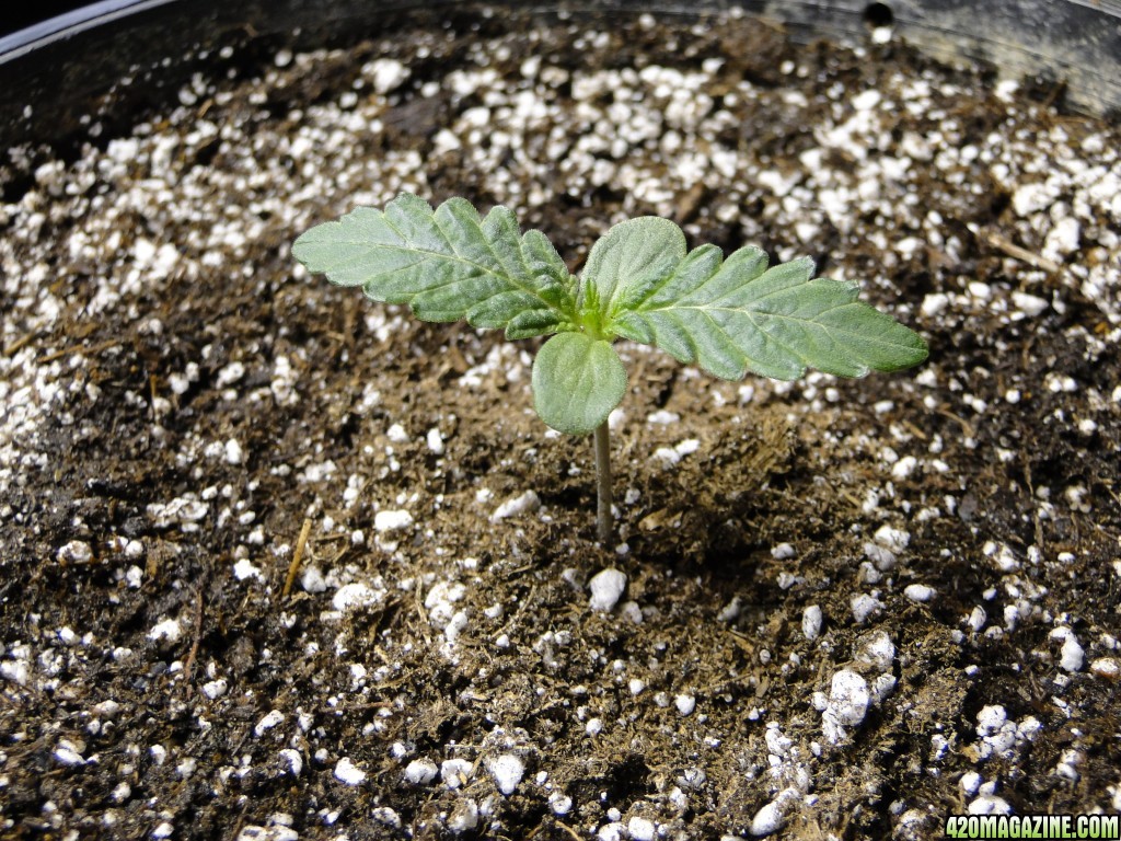 2017 Multi-Strain Indoor/Outdoor Grow-Transplant Day-3/1/17