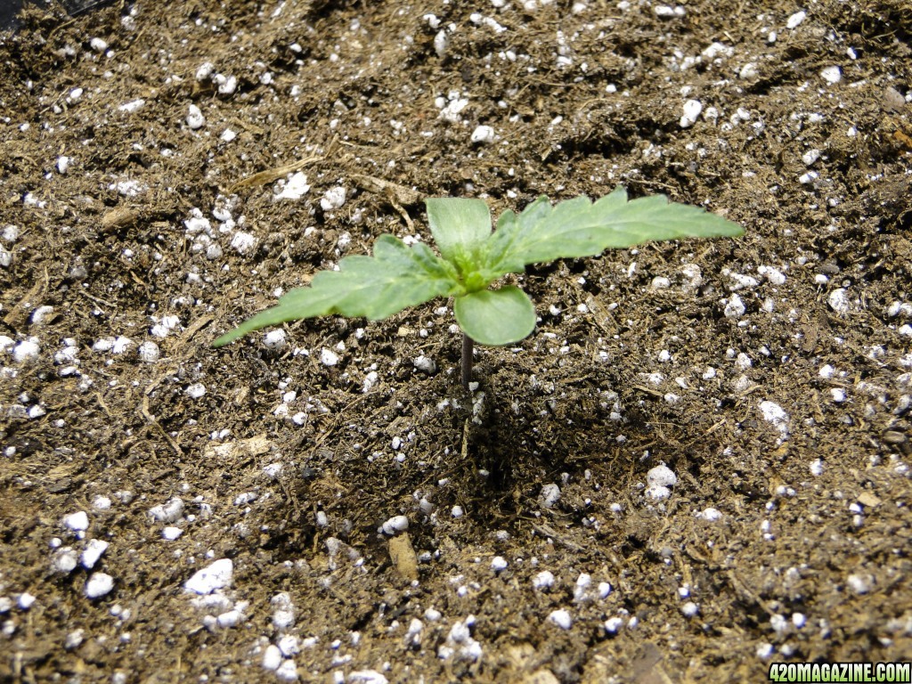 2017 Multi-Strain Indoor/Outdoor Grow-Transplant Day-3/1/17