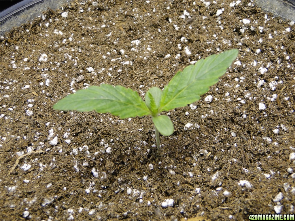 2017 Multi-Strain Indoor/Outdoor Grow-Transplant Day-3/1/17